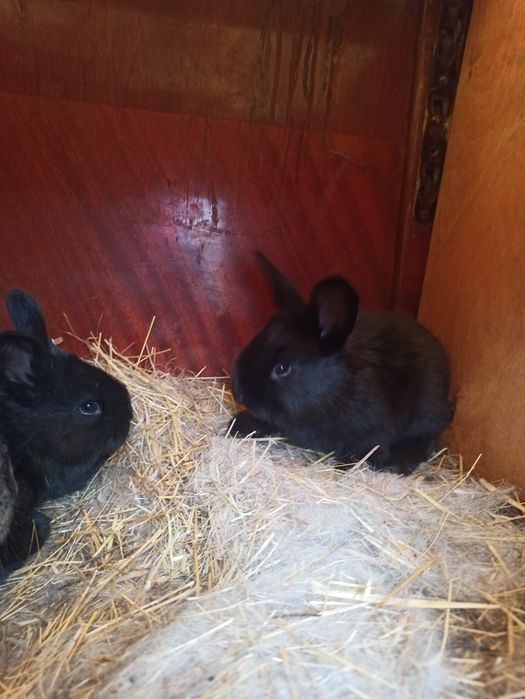 Продам пушистиков (кролики)