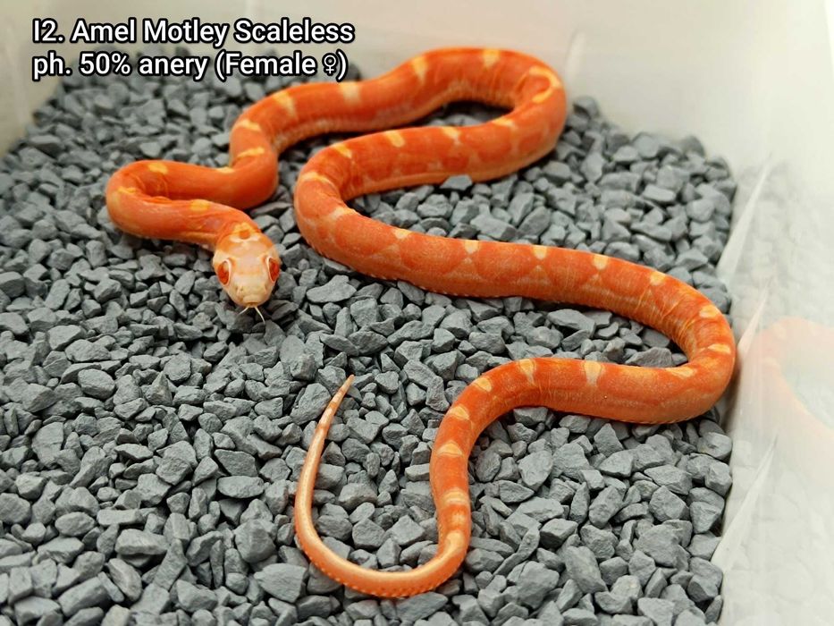 Wąż zbożowy / Samica Unikat / Amel Motley Scaleless ph. 50% anery /