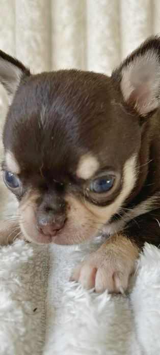 Chihuahua  Super Mini. Menino  Chocolate and Tan.Cabeça de maçã.