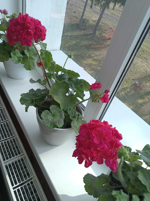 Пеларгонія ТА Шахерезада