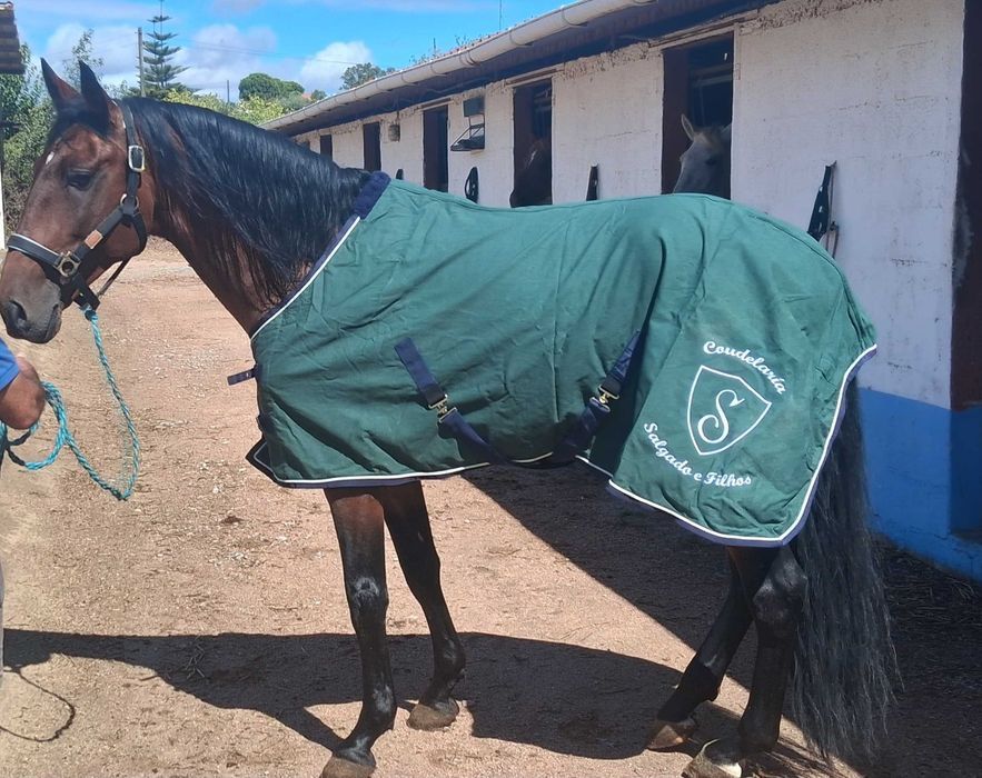 Cavalo PSL para venda/for sale