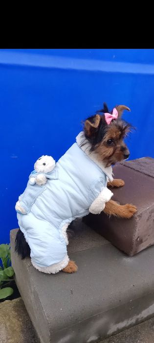 Дівчинка йоркширського тер'єра