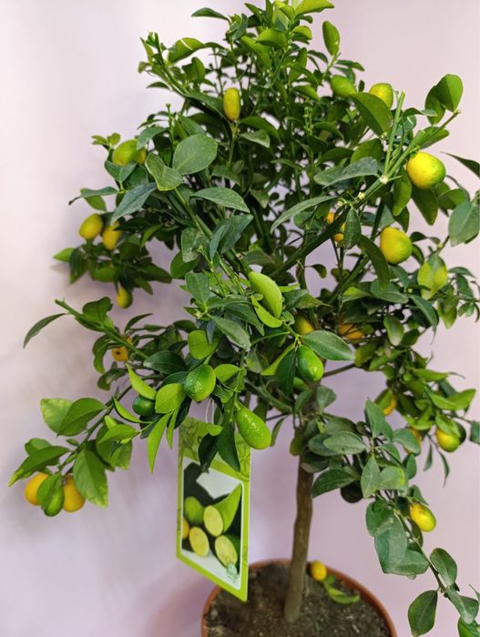 Лимон.Кумкват Маргарита.Апельсин.Мирт.Оливка.