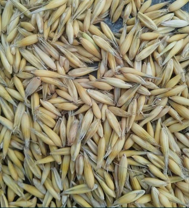 Продам хороший овес 25т