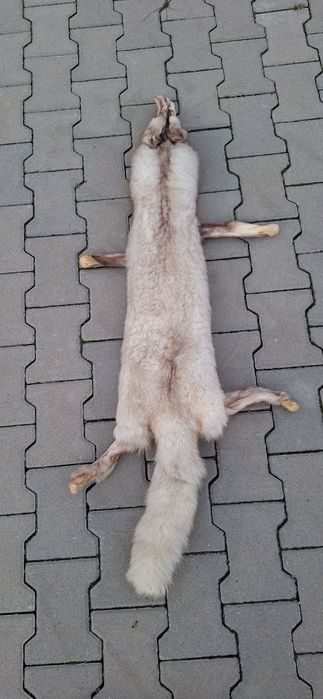 Skórka z lisa niebieskiego