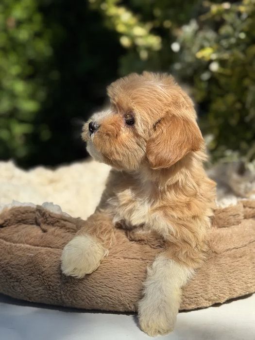 Любовь с первого взгляда‼️Мини мальтипу ф1 Мальтипу ф2. Той пудель
