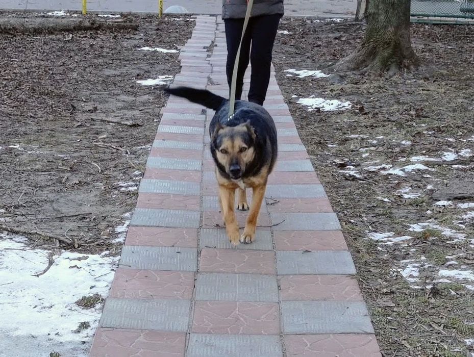 Пропав  собака, Вєня