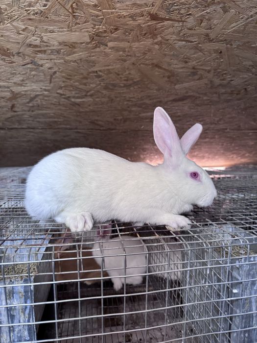 Кролики Термонці