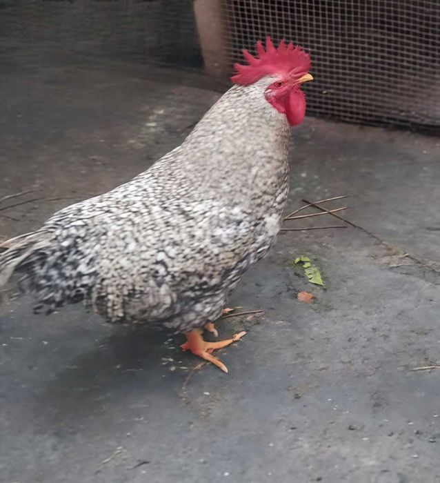 Продам двух петухов