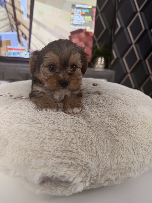 Yorkshire terrier