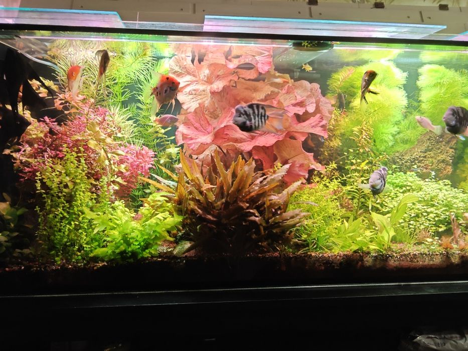 Акваріумні рослини, прополка