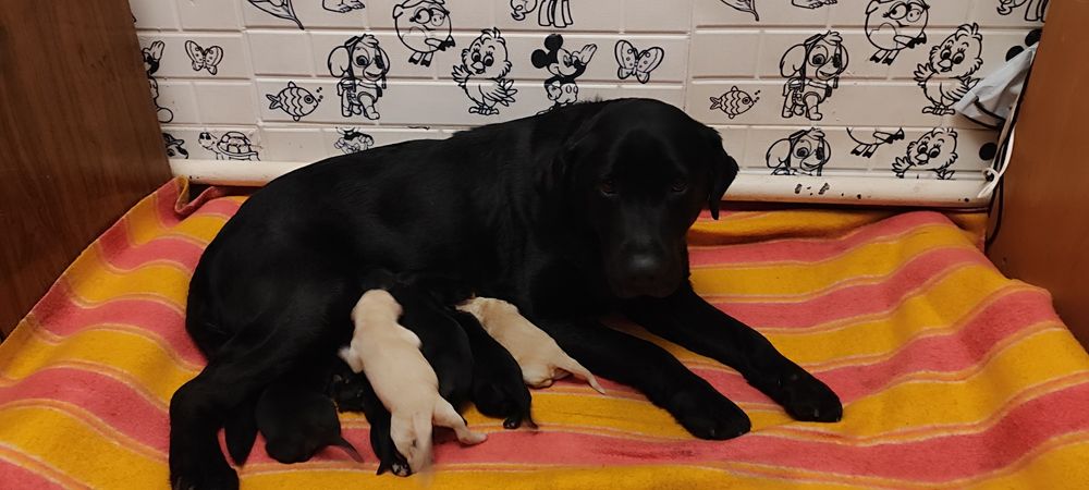 Бронь на Лабрадорчиків