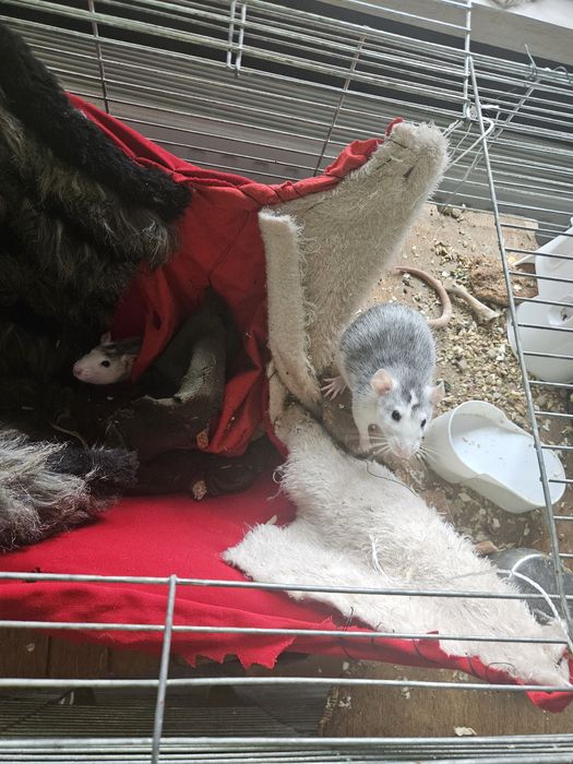2 szczury samiczki dumbo z klatką zabezpieczoną, akcesoriami i karmą