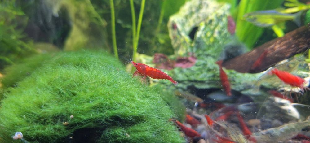 Krewetka Neocaridina  Bloody Mary