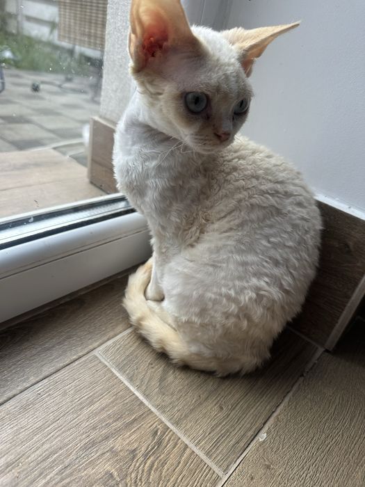 В разведение Devon Rex с Родословными