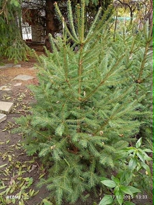 Ель,елочка, хвойные