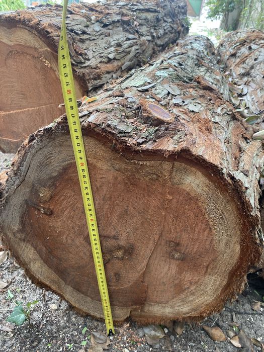 Troncos de Madeira Rara Sequoia Redwood com 60 Anos