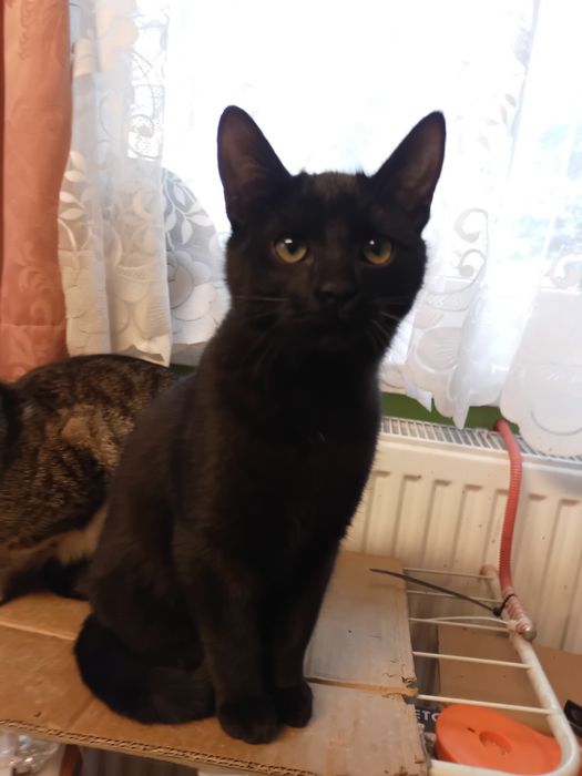 Oddam kocięta do adopcji