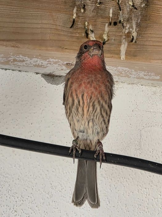 Carpodacus Mexicanus