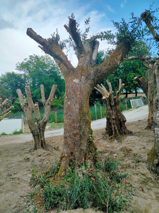 Oliveiras para venda