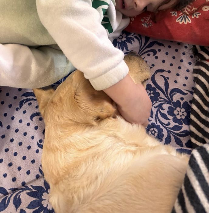 Labradora muito meiga para adoção