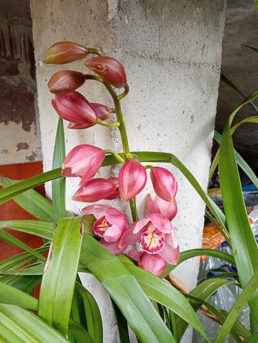 Orquídea de rua em vaso
