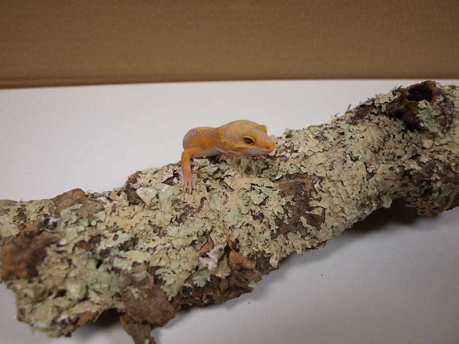 Gekon Lamparci młode