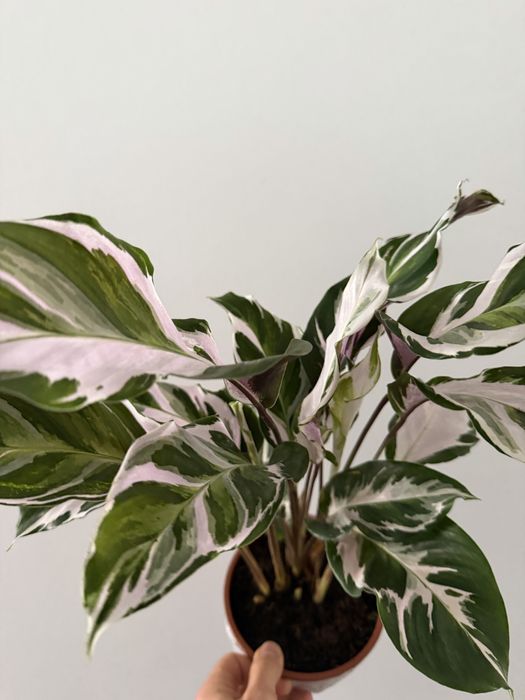 Calathea White Fusion