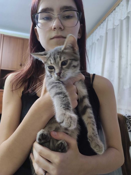 Котики в добрі руки