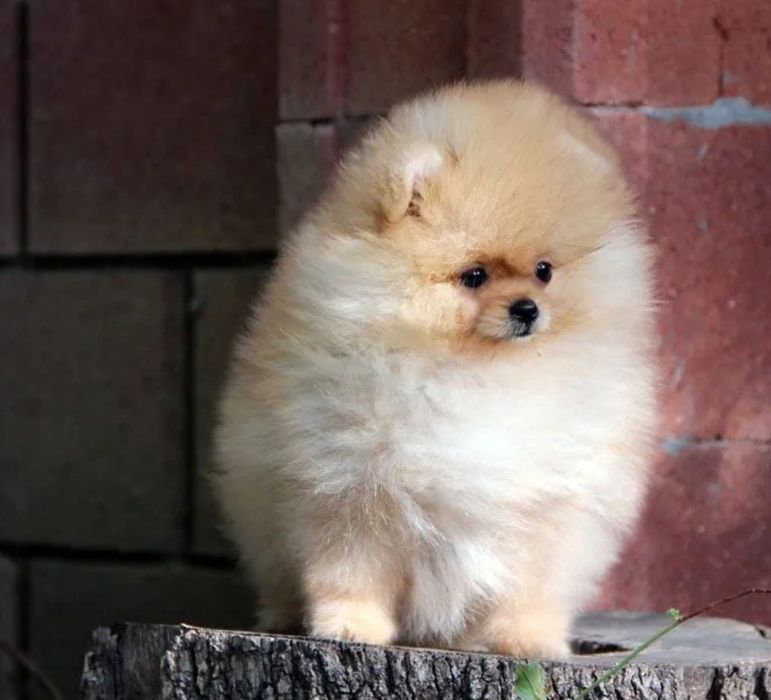 Vip‼️ Супер мини шпицы