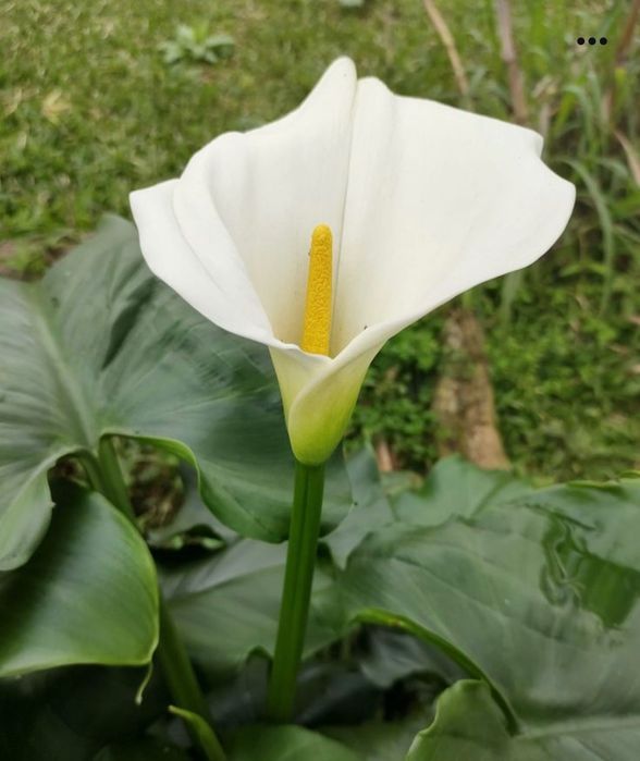 Велика доросла рослина Калла