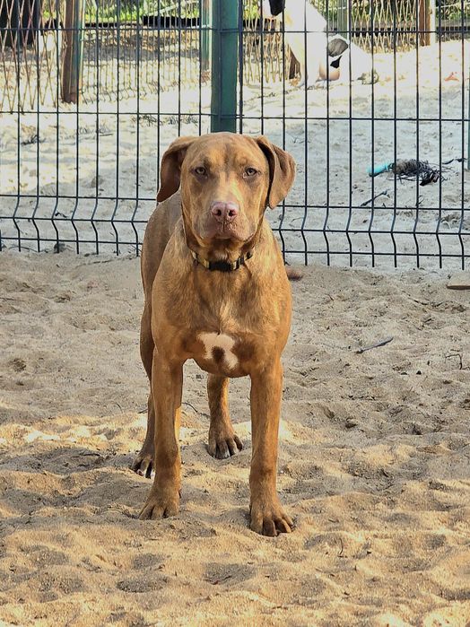 Catahoula luizjana leopard dog