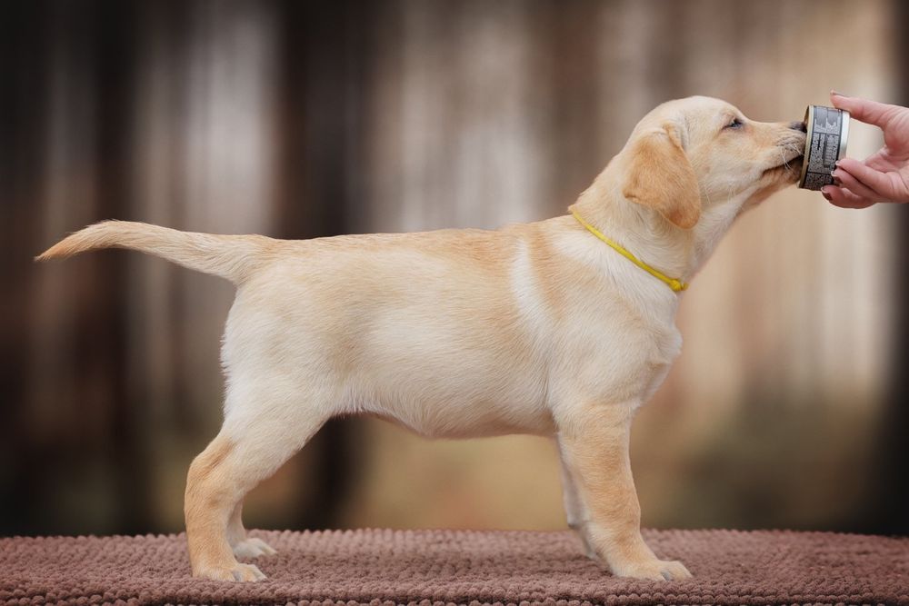 Милейшие создания!