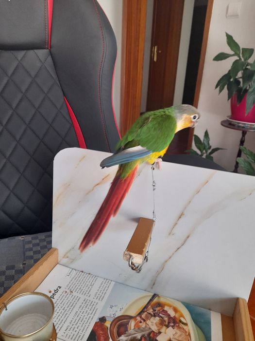 Pirruas domesticadas em poleiro.