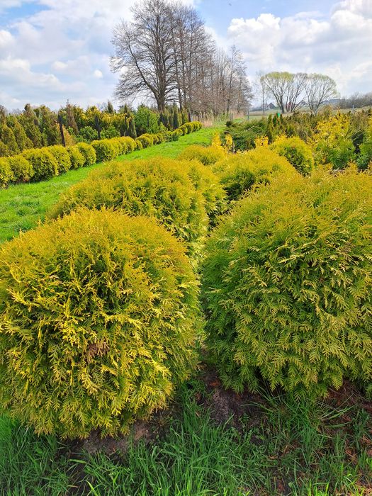 Thuja Europe Gold,Brabant,Kornik
