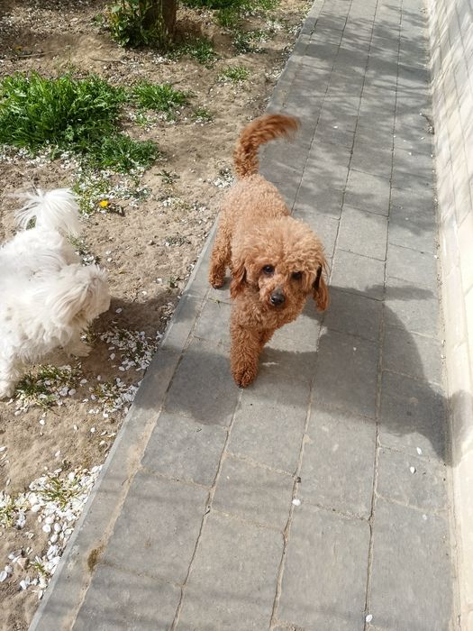Pudel toy Red badania genetyczne