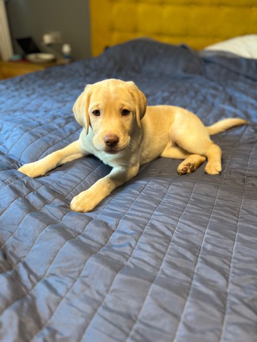 Цуценята лабрадору шукать сімʼю