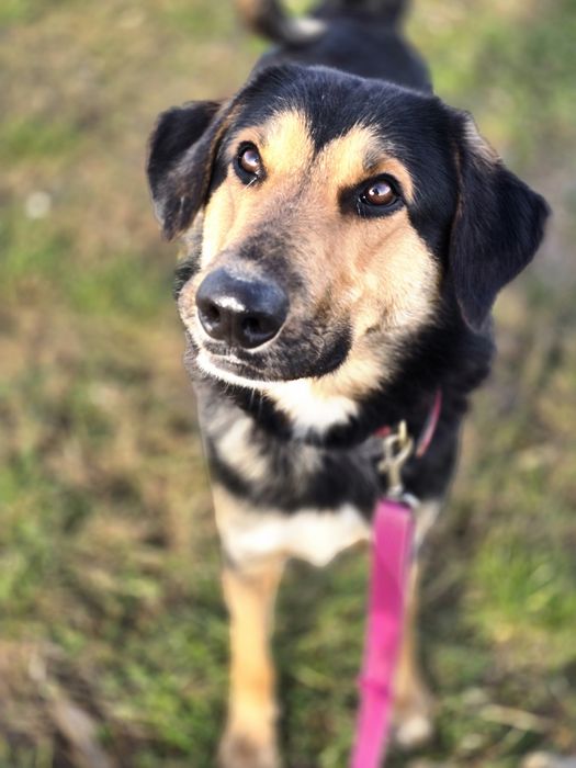 August kochany samiec