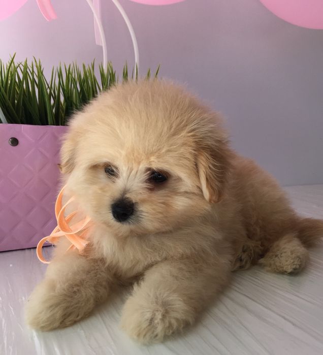 Помапу — 4 пухнасті принцеси шукають новий дім