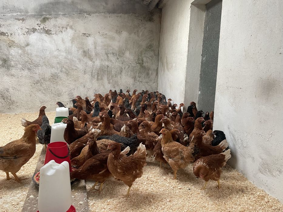 MEGA PROMOÇAO POEDEIRAS ATE AO FINAL DO MÊS