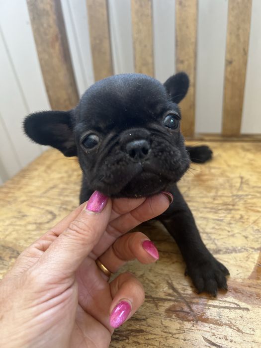 Bulldog frances top  preta femea