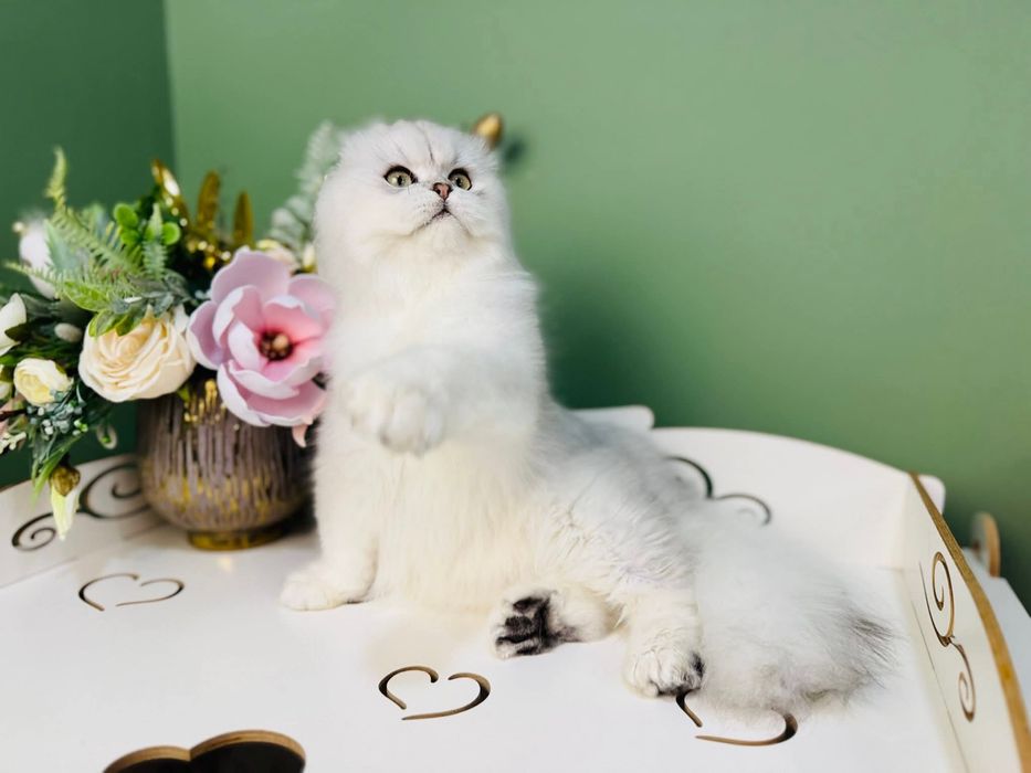 Шотландський висловухий. Чернівці