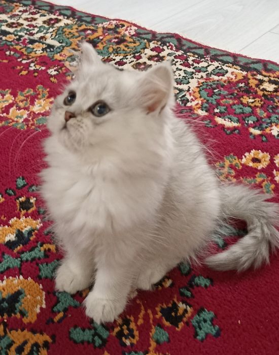 Довго шерсті шотландські кошенята