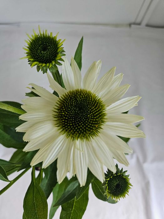 Jeżówka Kismet White 65cm – biała bylina ogrodowa o dużych kwiatach 2L