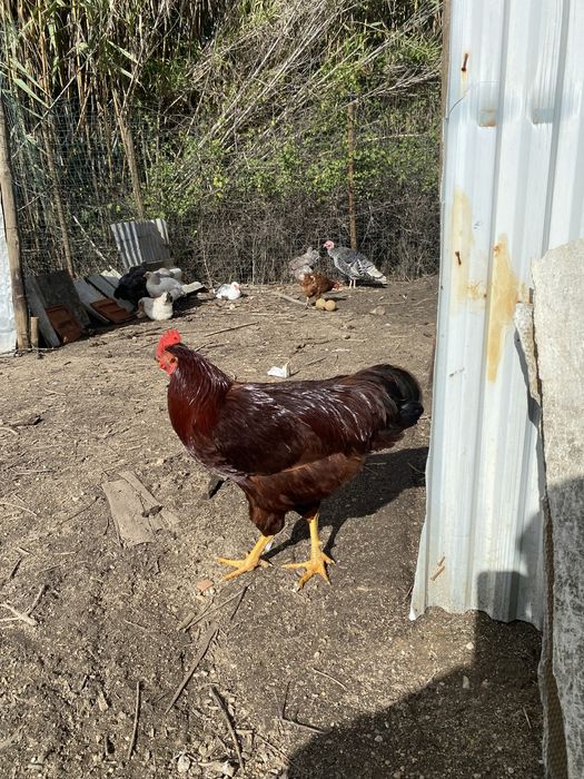 Galo de raça rhode island red