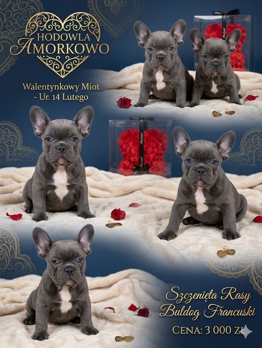 Buldog francuski blue ostatnia dziewczynka