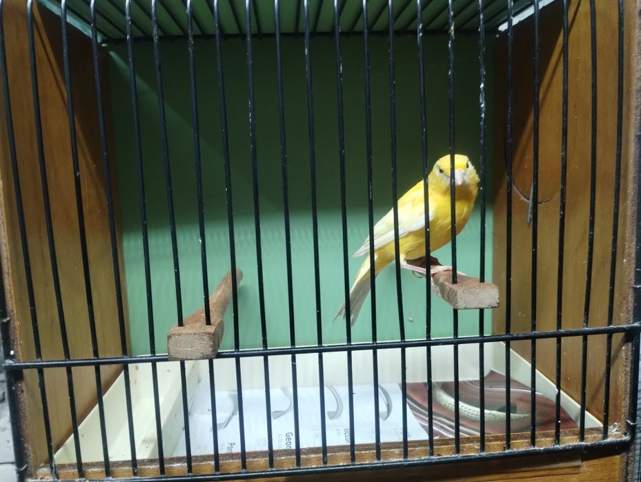 gołąbki diamentowe, kanarki