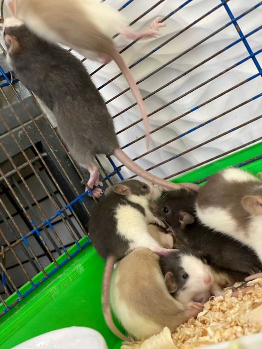 Декоративная крыса. В ассортименте