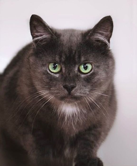 Персей шукає свій Олімп!