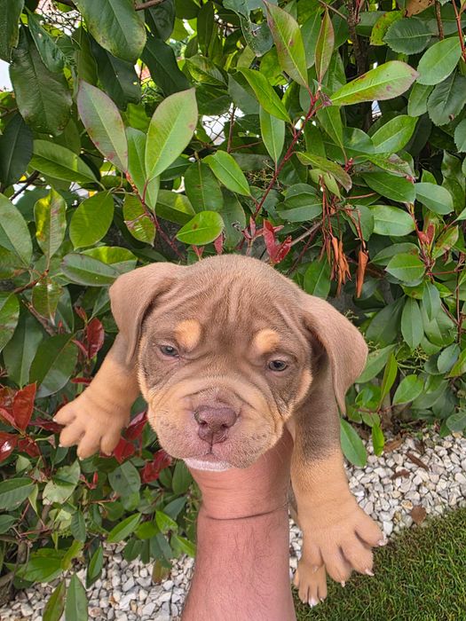 American bully macho